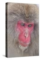 Japanese Macaque, Snow Monkey, Joshin-etsu NP, Honshu, Japan-Peter Adams-Stretched Canvas