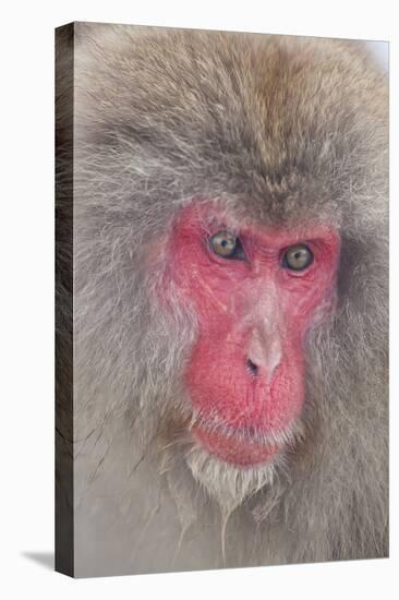 Japanese Macaque, Snow Monkey, Joshin-etsu NP, Honshu, Japan-Peter Adams-Stretched Canvas