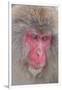 Japanese Macaque, Snow Monkey, Joshin-etsu NP, Honshu, Japan-Peter Adams-Framed Photographic Print