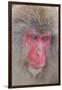 Japanese Macaque, Snow Monkey, Joshin-etsu NP, Honshu, Japan-Peter Adams-Framed Photographic Print