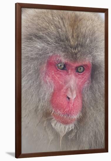 Japanese Macaque, Snow Monkey, Joshin-etsu NP, Honshu, Japan-Peter Adams-Framed Photographic Print