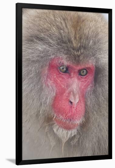 Japanese Macaque, Snow Monkey, Joshin-etsu NP, Honshu, Japan-Peter Adams-Framed Photographic Print