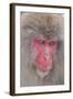 Japanese Macaque, Snow Monkey, Joshin-etsu NP, Honshu, Japan-Peter Adams-Framed Photographic Print