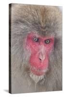 Japanese Macaque, Snow Monkey, Joshin-etsu NP, Honshu, Japan-Peter Adams-Stretched Canvas