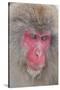 Japanese Macaque, Snow Monkey, Joshin-etsu NP, Honshu, Japan-Peter Adams-Stretched Canvas