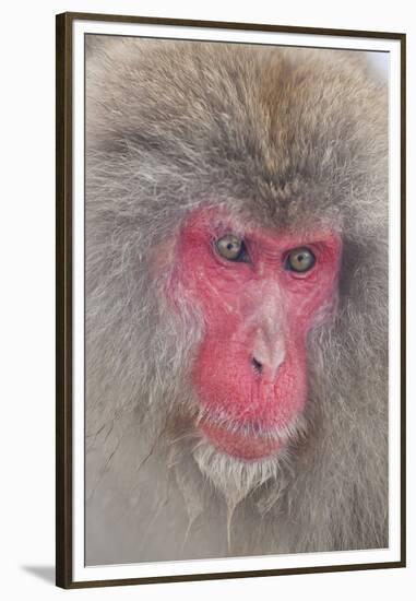Japanese Macaque, Snow Monkey, Joshin-etsu NP, Honshu, Japan-Peter Adams-Framed Premium Photographic Print