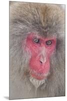 Japanese Macaque, Snow Monkey, Joshin-etsu NP, Honshu, Japan-Peter Adams-Mounted Premium Photographic Print