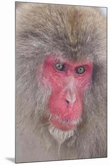 Japanese Macaque, Snow Monkey, Joshin-etsu NP, Honshu, Japan-Peter Adams-Mounted Premium Photographic Print