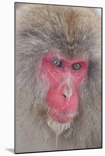 Japanese Macaque, Snow Monkey, Joshin-etsu NP, Honshu, Japan-Peter Adams-Mounted Photographic Print