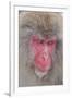 Japanese Macaque, Snow Monkey, Joshin-etsu NP, Honshu, Japan-Peter Adams-Framed Premium Photographic Print