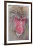 Japanese Macaque, Snow Monkey, Joshin-etsu NP, Honshu, Japan-Peter Adams-Framed Premium Photographic Print