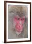 Japanese Macaque, Snow Monkey, Joshin-etsu NP, Honshu, Japan-Peter Adams-Framed Premium Photographic Print