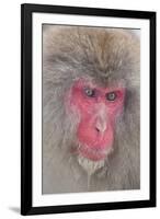 Japanese Macaque, Snow Monkey, Joshin-etsu NP, Honshu, Japan-Peter Adams-Framed Premium Photographic Print