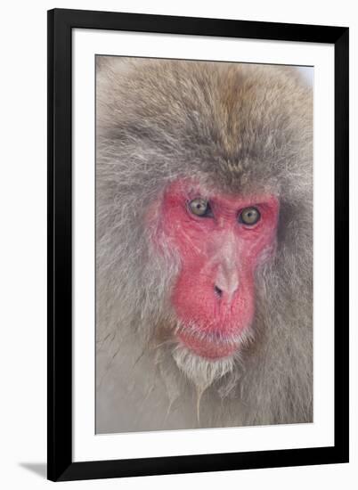 Japanese Macaque, Snow Monkey, Joshin-etsu NP, Honshu, Japan-Peter Adams-Framed Premium Photographic Print