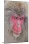 Japanese Macaque, Snow Monkey, Joshin-etsu NP, Honshu, Japan-Peter Adams-Mounted Premium Photographic Print