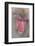 Japanese Macaque, Snow Monkey, Joshin-etsu NP, Honshu, Japan-Peter Adams-Framed Photographic Print