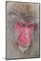 Japanese Macaque, Snow Monkey, Joshin-etsu NP, Honshu, Japan-Peter Adams-Mounted Photographic Print