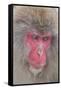 Japanese Macaque, Snow Monkey, Joshin-etsu NP, Honshu, Japan-Peter Adams-Framed Stretched Canvas
