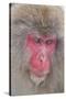 Japanese Macaque, Snow Monkey, Joshin-etsu NP, Honshu, Japan-Peter Adams-Stretched Canvas