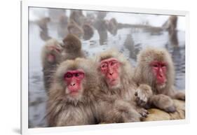 Japanese Macaque, Snow Monkey, Joshin-etsu NP, Honshu, Japan-Peter Adams-Framed Photographic Print