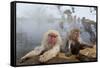 Japanese Macaque, Snow Monkey, Joshin-etsu NP, Honshu, Japan-Peter Adams-Framed Stretched Canvas