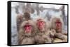 Japanese Macaque, Snow Monkey, Joshin-etsu NP, Honshu, Japan-Peter Adams-Framed Stretched Canvas