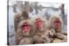 Japanese Macaque, Snow Monkey, Joshin-etsu NP, Honshu, Japan-Peter Adams-Stretched Canvas