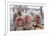 Japanese Macaque, Snow Monkey, Joshin-etsu NP, Honshu, Japan-Peter Adams-Framed Photographic Print