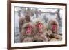 Japanese Macaque, Snow Monkey, Joshin-etsu NP, Honshu, Japan-Peter Adams-Framed Photographic Print