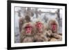 Japanese Macaque, Snow Monkey, Joshin-etsu NP, Honshu, Japan-Peter Adams-Framed Photographic Print