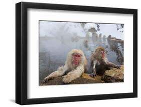 Japanese Macaque, Snow Monkey, Joshin-etsu NP, Honshu, Japan-Peter Adams-Framed Photographic Print