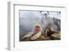 Japanese Macaque, Snow Monkey, Joshin-etsu NP, Honshu, Japan-Peter Adams-Framed Photographic Print