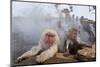 Japanese Macaque, Snow Monkey, Joshin-etsu NP, Honshu, Japan-Peter Adams-Mounted Photographic Print