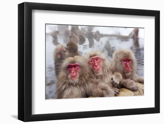 Japanese Macaque, Snow Monkey, Joshin-etsu NP, Honshu, Japan-Peter Adams-Framed Premium Photographic Print