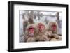 Japanese Macaque, Snow Monkey, Joshin-etsu NP, Honshu, Japan-Peter Adams-Framed Premium Photographic Print