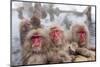 Japanese Macaque, Snow Monkey, Joshin-etsu NP, Honshu, Japan-Peter Adams-Mounted Premium Photographic Print