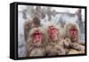 Japanese Macaque, Snow Monkey, Joshin-etsu NP, Honshu, Japan-Peter Adams-Framed Stretched Canvas