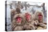 Japanese Macaque, Snow Monkey, Joshin-etsu NP, Honshu, Japan-Peter Adams-Stretched Canvas