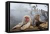 Japanese Macaque, Snow Monkey, Joshin-etsu NP, Honshu, Japan-Peter Adams-Framed Stretched Canvas