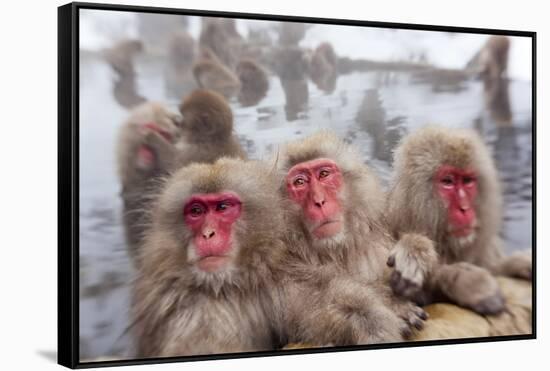 Japanese Macaque, Snow Monkey, Joshin-etsu NP, Honshu, Japan-Peter Adams-Framed Stretched Canvas