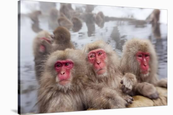 Japanese Macaque, Snow Monkey, Joshin-etsu NP, Honshu, Japan-Peter Adams-Stretched Canvas