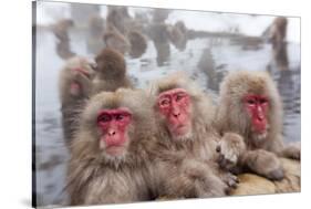 Japanese Macaque, Snow Monkey, Joshin-etsu NP, Honshu, Japan-Peter Adams-Stretched Canvas