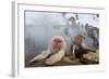 Japanese Macaque, Snow Monkey, Joshin-etsu NP, Honshu, Japan-Peter Adams-Framed Photographic Print