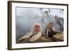 Japanese Macaque, Snow Monkey, Joshin-etsu NP, Honshu, Japan-Peter Adams-Framed Photographic Print