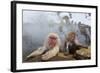 Japanese Macaque, Snow Monkey, Joshin-etsu NP, Honshu, Japan-Peter Adams-Framed Photographic Print