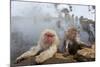 Japanese Macaque, Snow Monkey, Joshin-etsu NP, Honshu, Japan-Peter Adams-Mounted Photographic Print