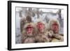 Japanese Macaque, Snow Monkey, Joshin-etsu NP, Honshu, Japan-Peter Adams-Framed Photographic Print