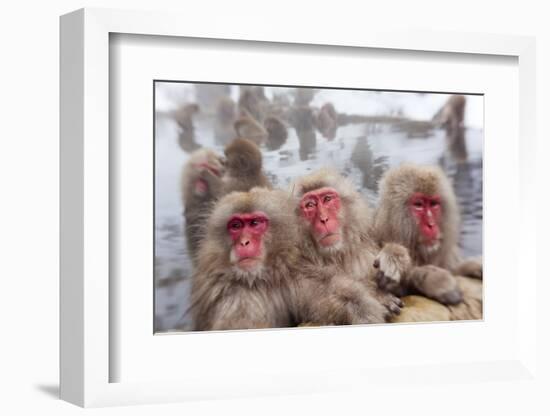 Japanese Macaque, Snow Monkey, Joshin-etsu NP, Honshu, Japan-Peter Adams-Framed Photographic Print