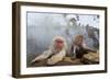 Japanese Macaque, Snow Monkey, Joshin-etsu NP, Honshu, Japan-Peter Adams-Framed Photographic Print