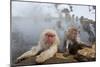 Japanese Macaque, Snow Monkey, Joshin-etsu NP, Honshu, Japan-Peter Adams-Mounted Photographic Print